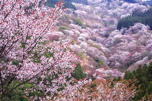 吉野の桜